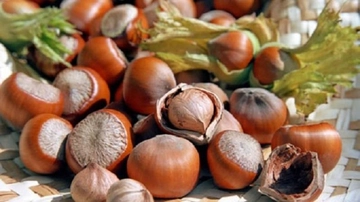 Fındık Alerjisi Belirtileri ve Tedavisi